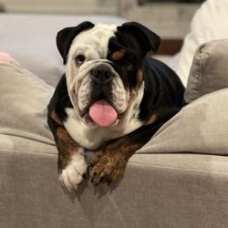 Puppychase Kennels - "Biggs" - Pupychase Kennels