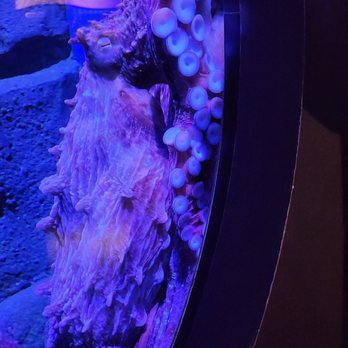 Adventure Aquarium - Octopus - Aquariums Near Me - Camden, New Jersey Adventure Aquarium - Octopus - Aquariums Near Me - Camden, New Jersey
