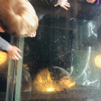 Buoy Beer - Glass bottom floor so you can see the seals lounging below - Brewpubs Near Me - Astoria, Oregon Buoy Beer - Glass bottom floor so you can see the seals lounging below - Brewpubs Near Me - Astoria, Oregon