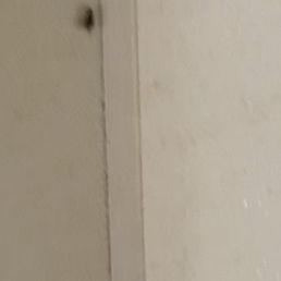 Bedbug