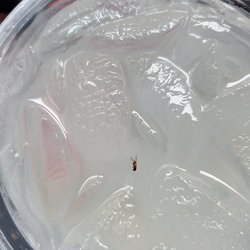 Wendy's - Bugs