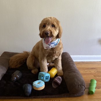 Dozo Dog  - Marley's Haircut - Pet Groomers Near Me - Astoria, New York