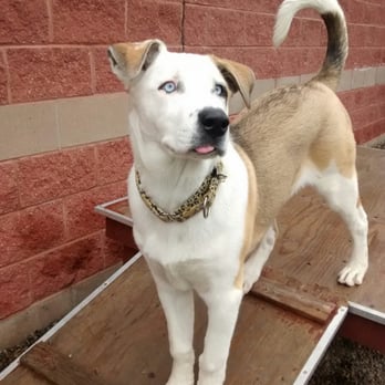 SPCA Nova Scotia - Bolt - Animal Shelters Near Me - Dartmouth, Nova Scotia