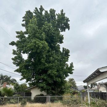 Monkey Business Tree Service - Sycamore tree before thinning out - Tree Services Near Me Monkey Business Tree Service - Sycamore tree before thinning out - Tree Services Near Me
