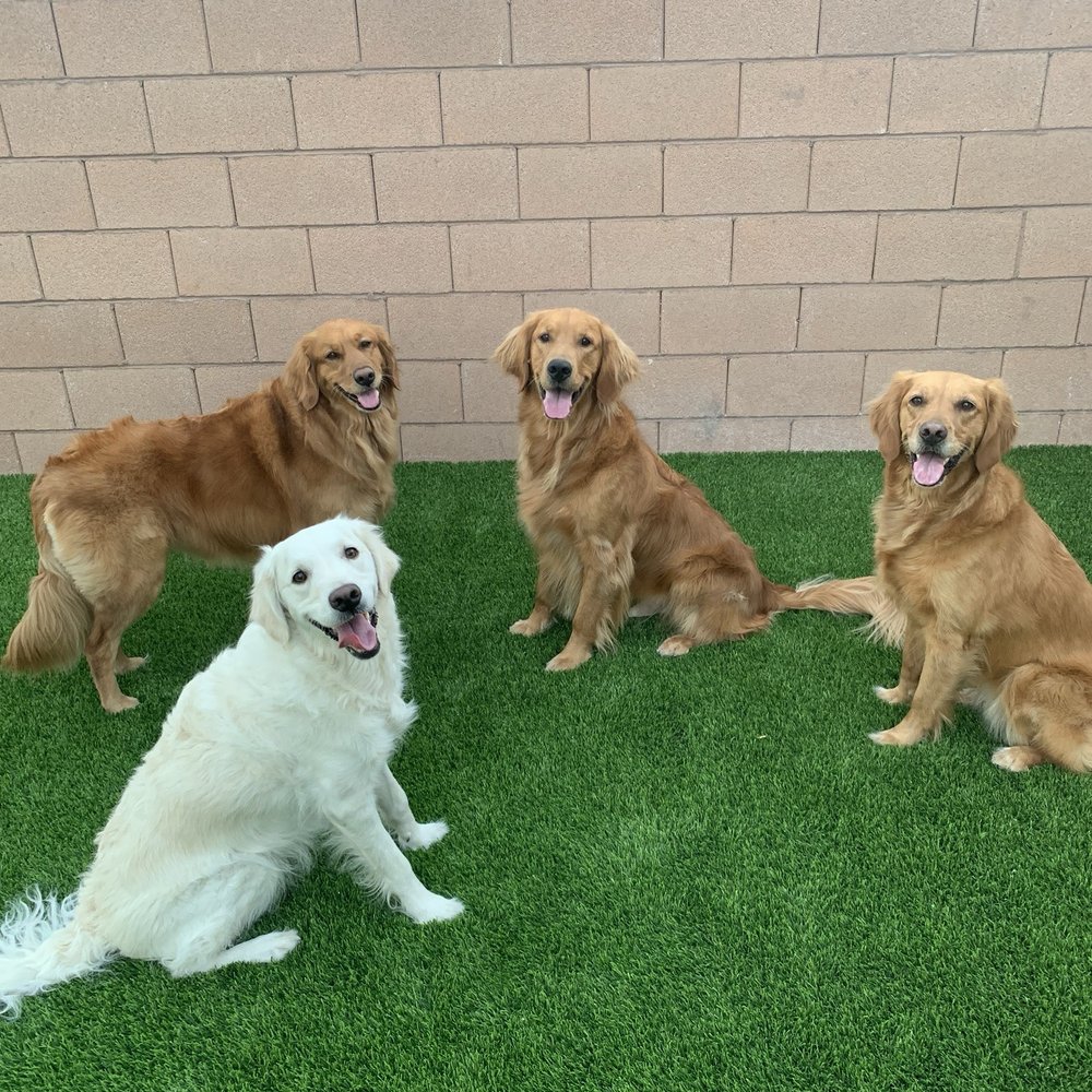 Big Bully Turf - Landscaping Near Me - Henderson, Nevada Big Bully Turf - Landscaping Near Me - Henderson, Nevada