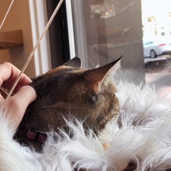 NEKO: A Cat Cafe - Themed Cafes Near Me - Seattle, Washington NEKO: A Cat Cafe - Themed Cafes Near Me - Seattle, Washington