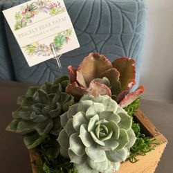 The Foundry Cooperative - Quality succulents from artisan Prickly Pear Farm IG@pricklypearfarmz