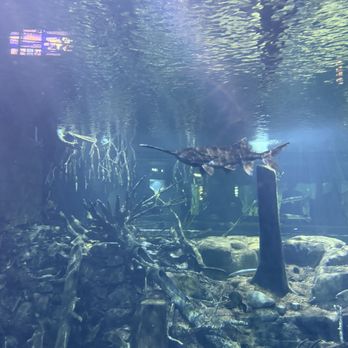 Tennessee Aquarium - Paddlefish - Aquariums Near Me - Chattanooga, Tennessee Tennessee Aquarium - Paddlefish - Aquariums Near Me - Chattanooga, Tennessee