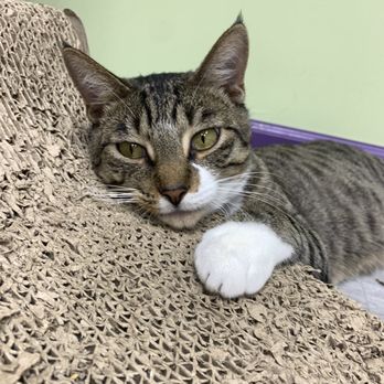 The Kitty Beautiful - Cafes Near Me - Orlando, Florida