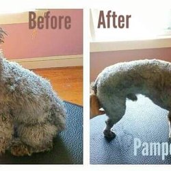 Pampered Pooch