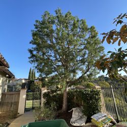 Tree Whisperer