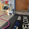 Beach Boulevard Pet Hospital gift card