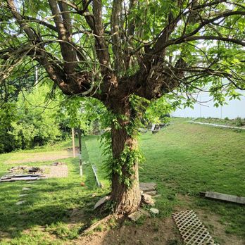 Lobas Tree Service - Tree Services Near Me