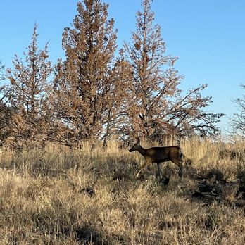 Lava Beds National Monument - Wildlife spotted! - Landmarks & Historical Buildings Near Me - Tulelake, California