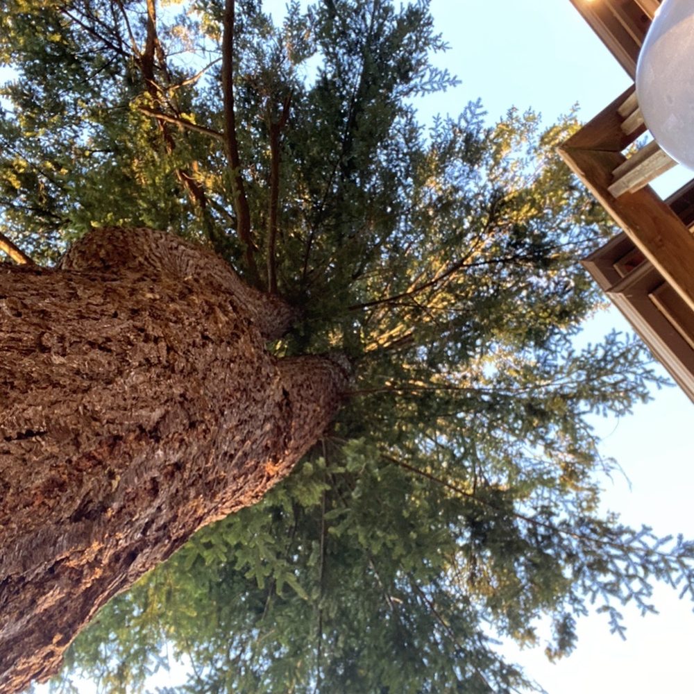 The Oyster Bar - An amazing tree they built the balcony around as to persevere it! - Seafood Near Me - Bow, Washington The Oyster Bar - An amazing tree they built the balcony around as to persevere it! - Seafood Near Me - Bow, Washington