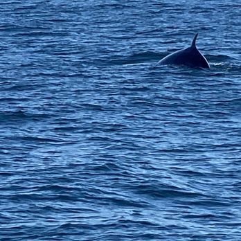 Oceanside Adventures - Whale tale - Boat Charters Near Me - Oceanside, California