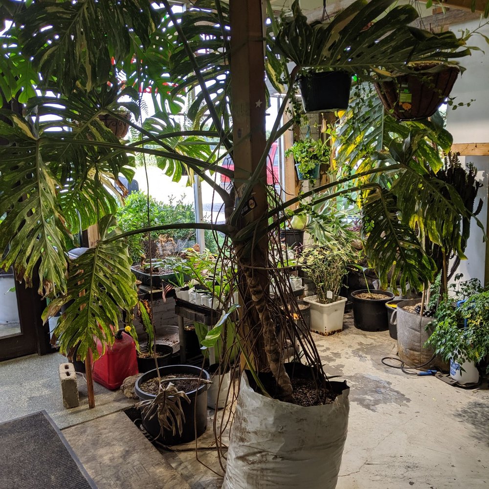 Kreations Indoor Gardening Center - Lovely plants! - Nurseries & Gardening Near Me - Springfield, Illinois Kreations Indoor Gardening Center - Lovely plants! - Nurseries & Gardening Near Me - Springfield, Illinois