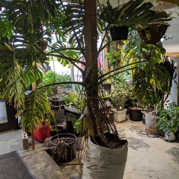 Kreations Indoor Gardening Center - Lovely plants! - Nurseries & Gardening Near Me - Springfield, Illinois Kreations Indoor Gardening Center - Lovely plants! - Nurseries & Gardening Near Me - Springfield, Illinois