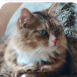 SafeHaven Humane Society