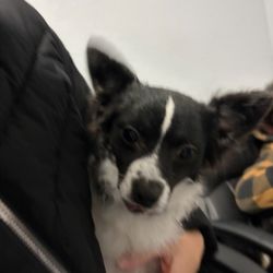 Barney And Russum Animal Clinic - Time to get neutered  thanks for taking good care of our babies.