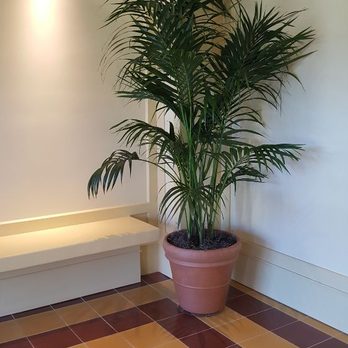 Commercial Plant Services - Kentia Palm in foyer. - Landscaping Near Me - Danville, California Commercial Plant Services - Kentia Palm in foyer. - Landscaping Near Me - Danville, California