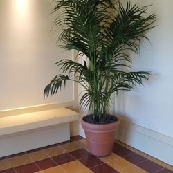 Kentia Palm in foyer.