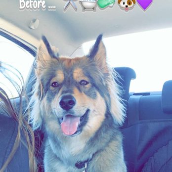 Pup’s Parlor - Lynx - Pet Groomers Near Me - Redlands, California Pup’s Parlor - Lynx - Pet Groomers Near Me - Redlands, California