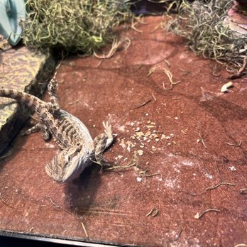 PetSmart - Look at her feet, does this look like a healthy dragon? We love her like any other but really shame on Pet Smart Machesney Park - Pet Stores Near Me - Machesney Park, Illinois