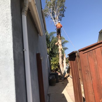 Joel's Tree Service - Clean debris as they go - Tree Services Near Me