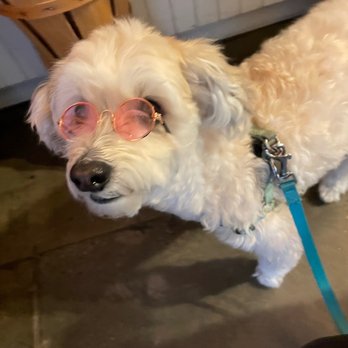 George - Doggie Elton John glasses!! - Pet Stores Near Me - Santa Barbara, California George - Doggie Elton John glasses!! - Pet Stores Near Me - Santa Barbara, California