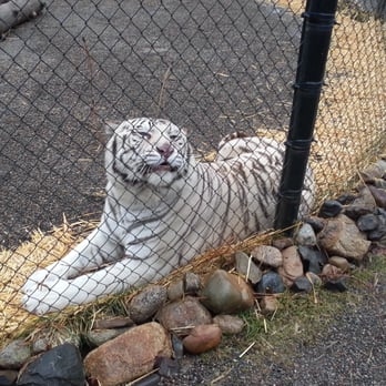 Cat Tales Wildlife Center - Apollo - Amusement Parks Near Me - Spokane, Washington Cat Tales Wildlife Center - Apollo - Amusement Parks Near Me - Spokane, Washington