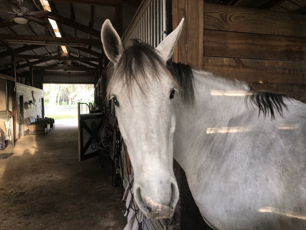 CANTER DOWN FARMS 27 Photos 2669 Turnbull Bay Rd, New Smyrna Beach