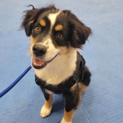 Cowtown Dog Sports - Rufus happily accepting his praise