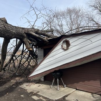 Banks Tree Service - Fallen tree - Tree Services Near Me - Wyandotte, Michigan