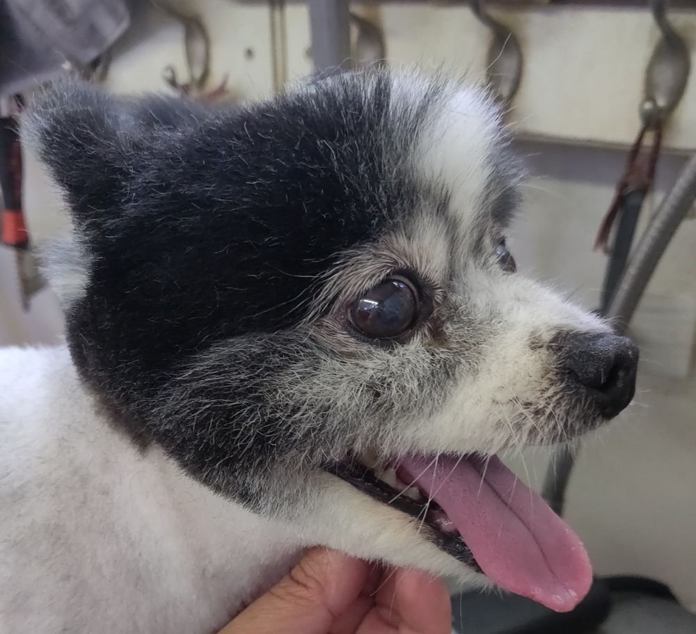 WONDER MOBILE GROOMING Updated August 2024 Artesia, California