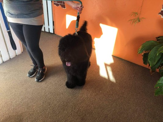 Cottonwood Creek Pet Spa