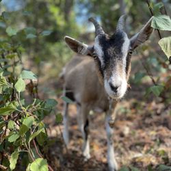Lost Emu Farms - Tangerine, one of our grazers and most cuddly tour guide for our goat experiences.