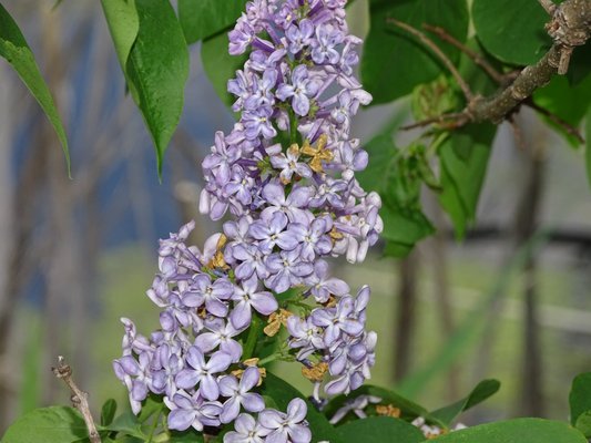Spring Grove by null