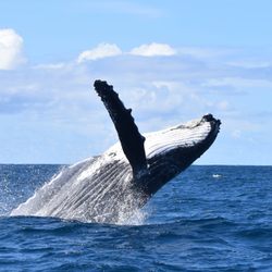 Sitka Sound Tours - Humpback whale breaching