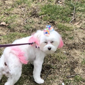 Just For Pause - Ready for Easter - Holistic Animal Care Near Me - Lyndhurst, New Jersey Just For Pause - Ready for Easter - Holistic Animal Care Near Me - Lyndhurst, New Jersey