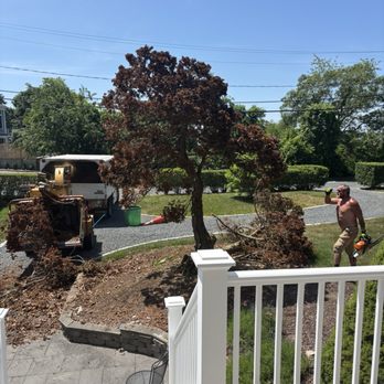 Cape & Island Tree Service - Tree being removed - Tree Services Near Me - Centerville, Massachusetts