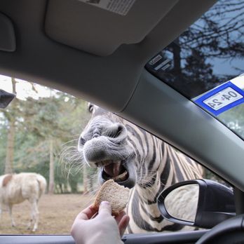 Olympic Game Farm - Zebra enjoying bread from your hand. - Zoos Near Me - Sequim, Washington Olympic Game Farm - Zebra enjoying bread from your hand. - Zoos Near Me - Sequim, Washington