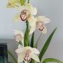 Fiori D' Amore