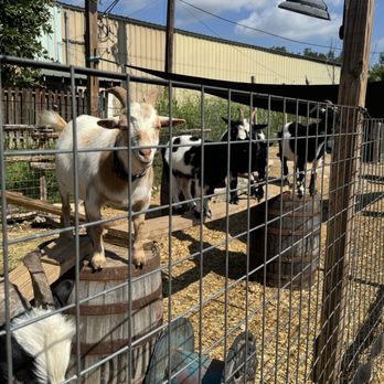 Screaming Goat Yard & Tap - Coffee & Tea Near Me - Spring Branch, Texas Screaming Goat Yard & Tap - Coffee & Tea Near Me - Spring Branch, Texas