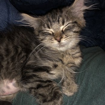 SPCA Cincinnati - Animal Shelters Near Me - Cincinnati, Ohio