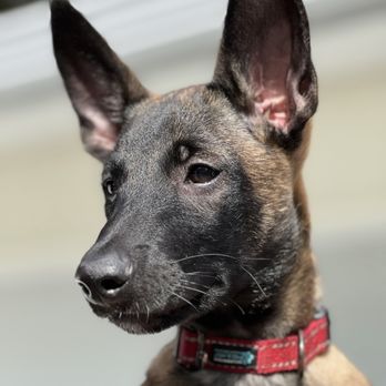 Petco - Pet Training Near Me - Sarasota, Florida Petco - Pet Training Near Me - Sarasota, Florida