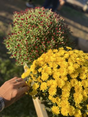 Hank's Pumpkintown by null