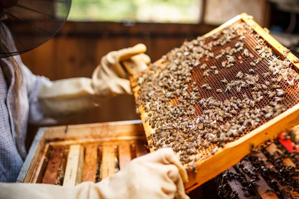 HoneyBear Farms - beekeeping in Louisville, KY