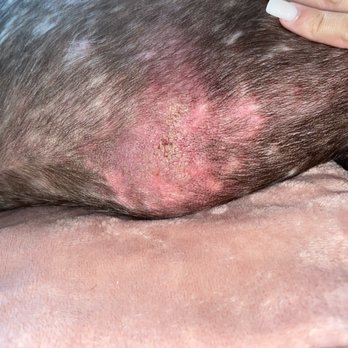 Pet Paradise Jacksonville University - Infection - Pet Training Near Me - Jacksonville, Florida