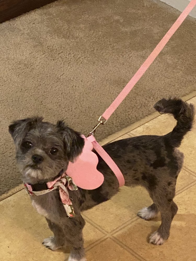 PETS TRANSFORMATION & BOARDING 14 Photos 1728 Decker Blvd, Columbia